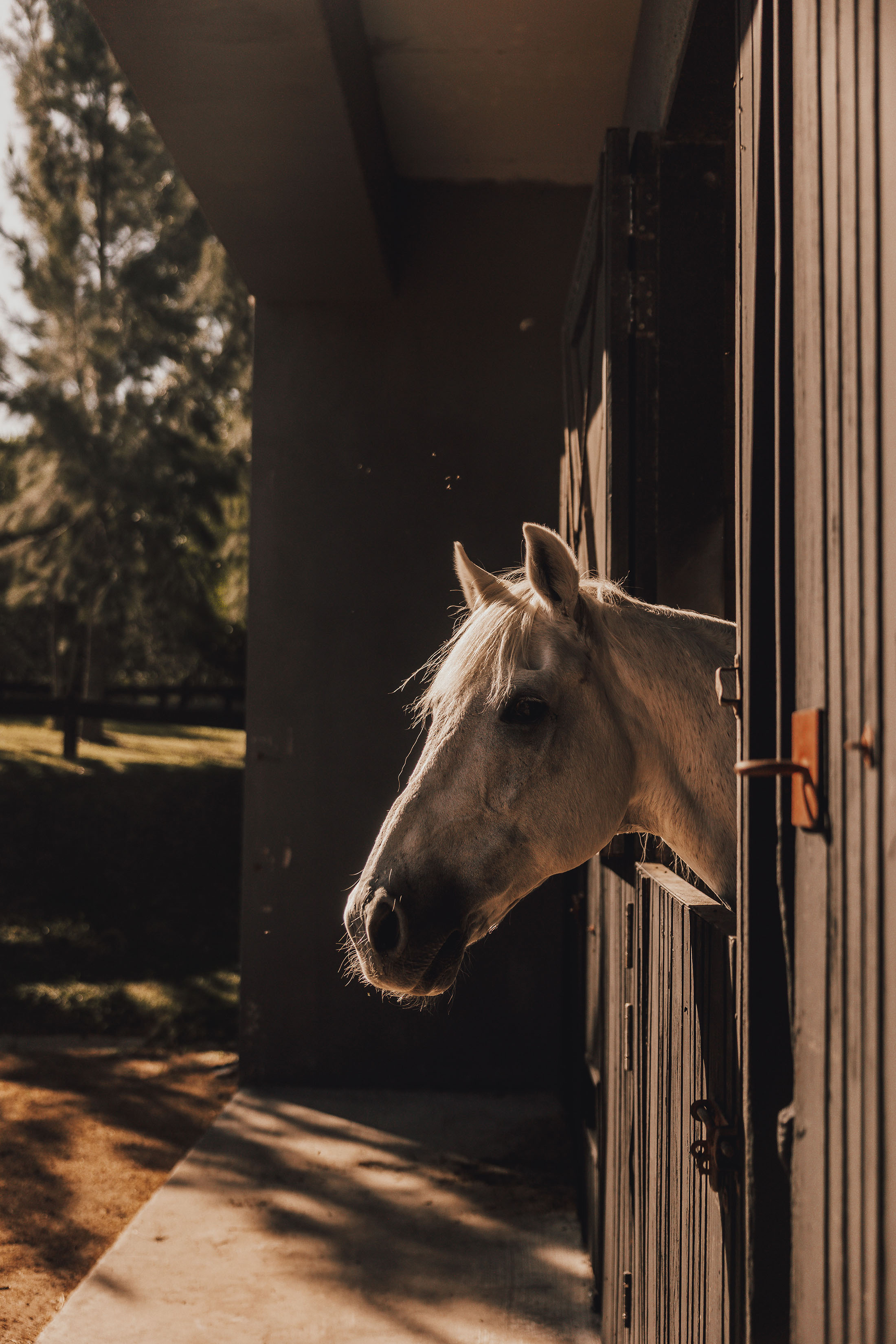 LAS PIEDRAS FARM